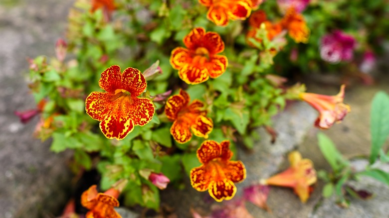 Orange and yellow monkey flowers growing in a garden.