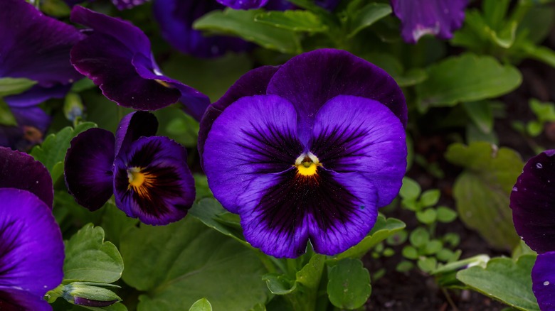 Dark purple pansies growing in the shade.