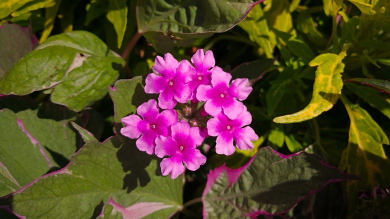Sunlight hitting the bright, pink flowers of the rose verbena.