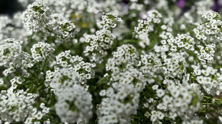 A cluster of sweet alyssum with tiny, white flowers.