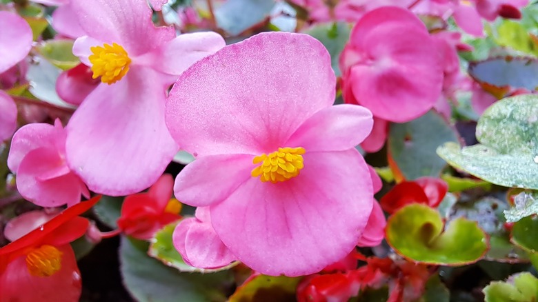 A delicate, pink wax begonia flower with a yellow center.
