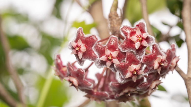 The unique wax-like blooms of the wax flower with their shiny blooms.