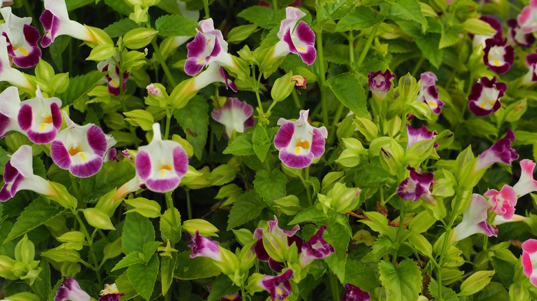 The bicolor blooms of the wishbone flower growing in a garden.