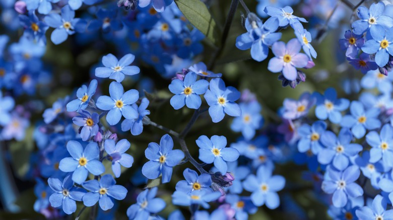 Blue woodland forget-me-not flowers in dappled sunlight.
