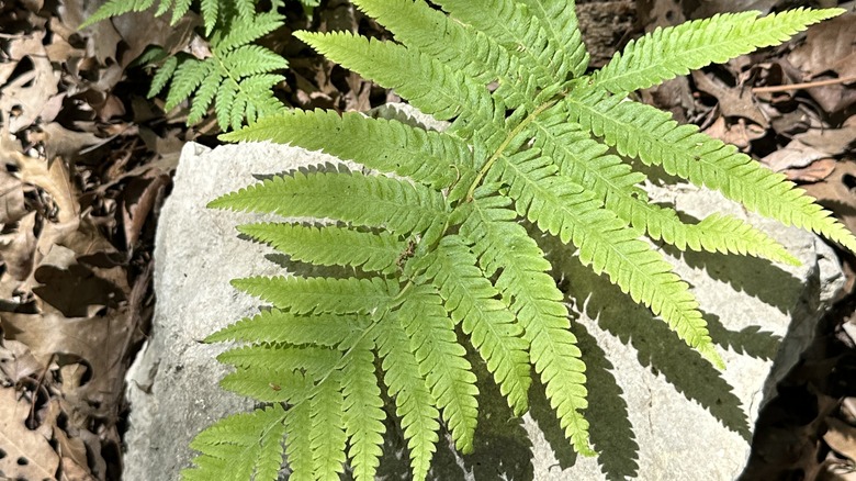 Broad beech fern growing near a rock