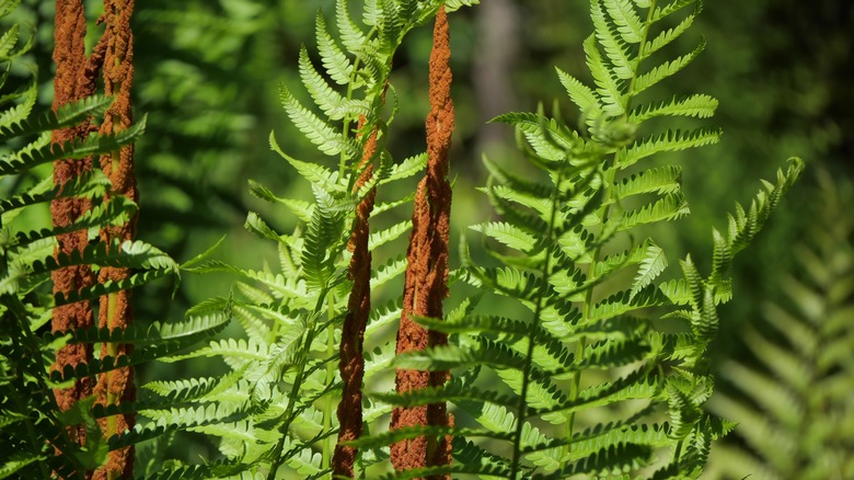 Cinnamon fern growing in garden
