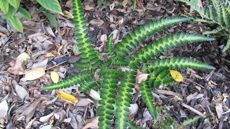 East Indian holly fern in growth