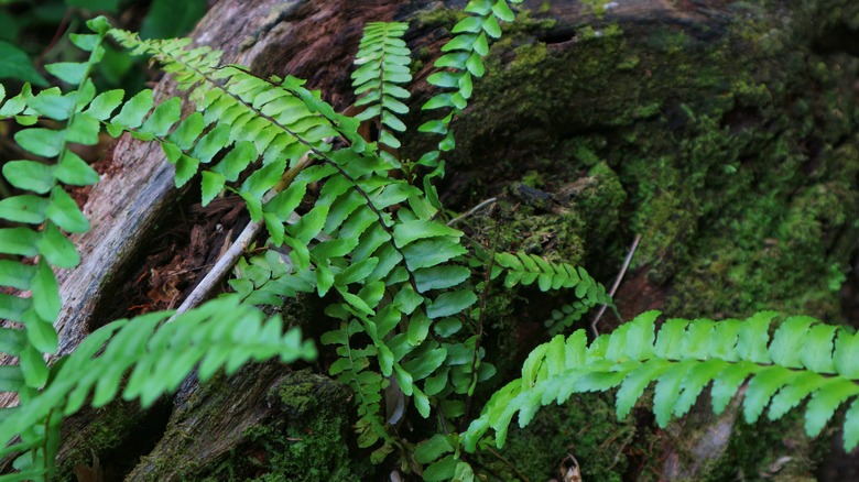 Ebony spleenwort plant growing on tree trunks