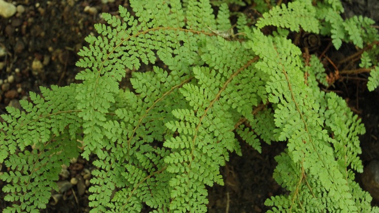 Green leaves of 'Ghost' fern