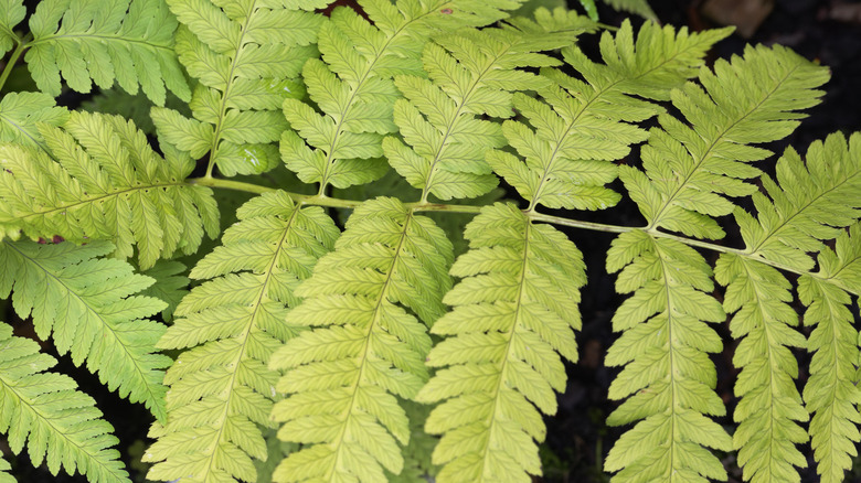 Green leaves of goldie's wood fern