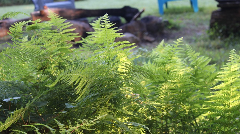 Green fronds of hay-scented fern