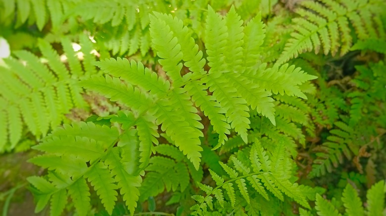 Green fronds of interrupted fern
