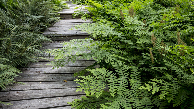 Ferns creating lush foliage each side of a wooden path