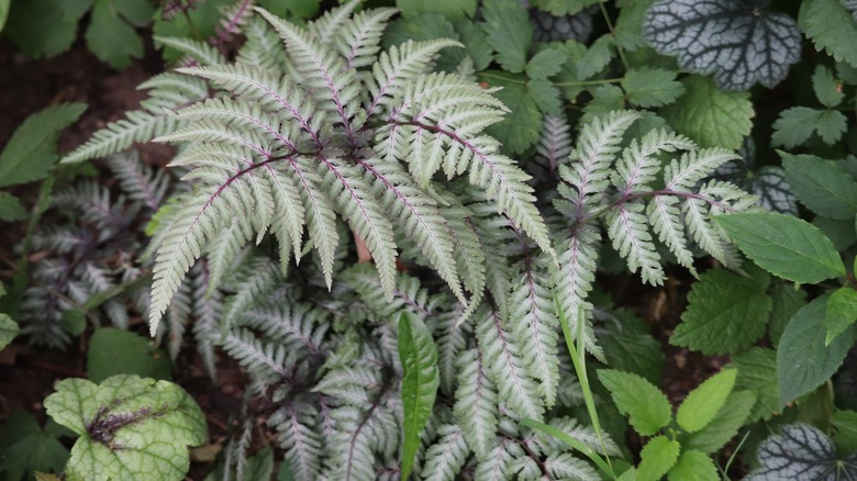 Silver and green leaves of Japanese painted fern
