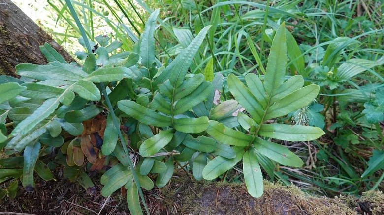 Leathery polypody growing near a tree's trunk
