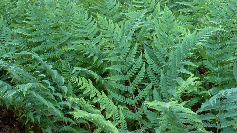 Marginal wood fern growing in garden
