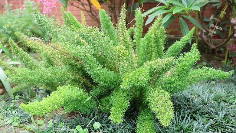 Dense form of 'Myers' asparagus fern