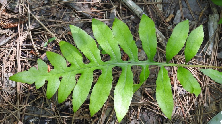 Green fronds of netted chain fern