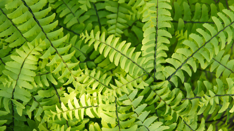 Northern maidenhair fern receiving sunlight in garden