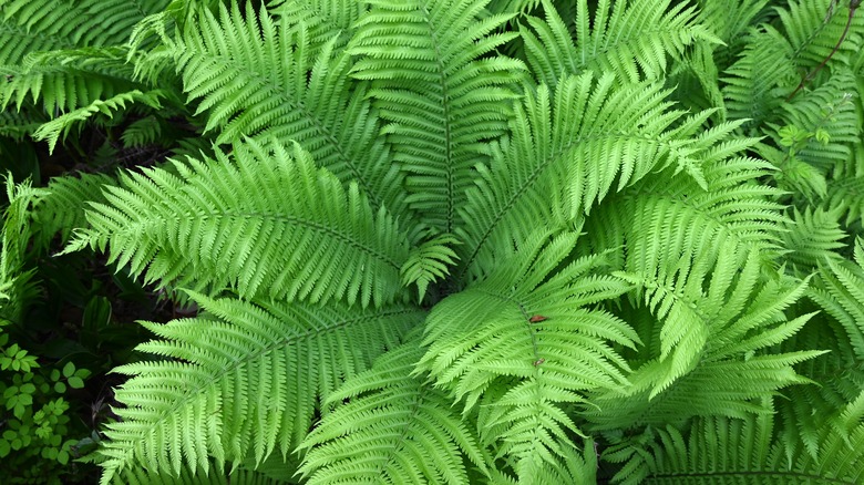 Ostrich fern growing in garden