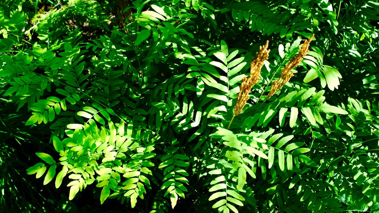 Royal fern under sunlight in garden