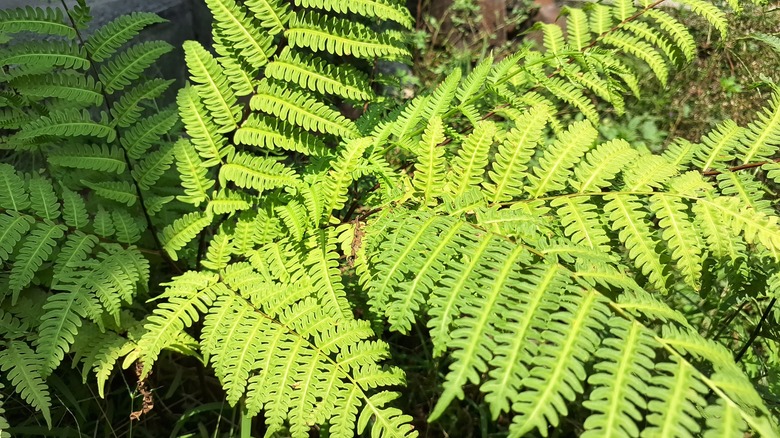 Green foliage of sensitive fern under sunlight