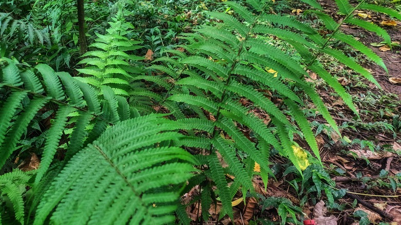 Silvery glade fern growing in garden
