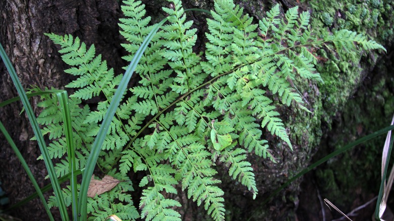 Spinulose wood fern growing near a tree
