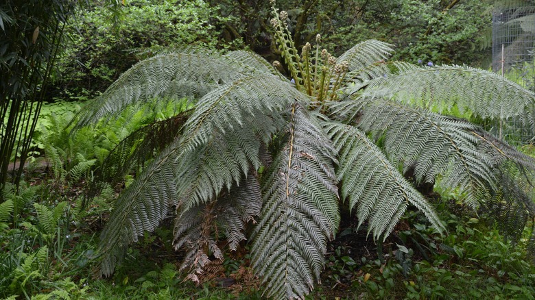 Large green fronds of Tasmanian tree fern