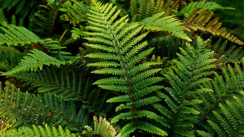 Green fronds of tassel fern growing in garden
