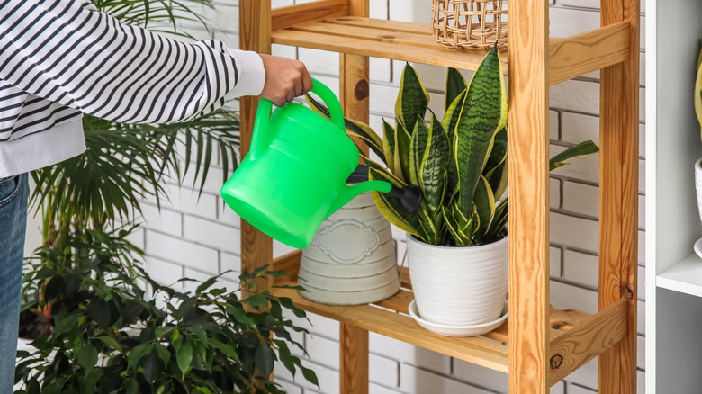 Watering snake plant