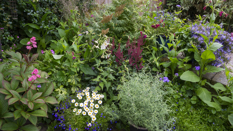 A variety of different kinds of plants growing in a shady garden