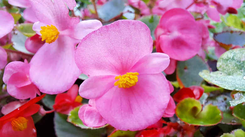 A delicate, pink wax begonia flower with a yellow center.