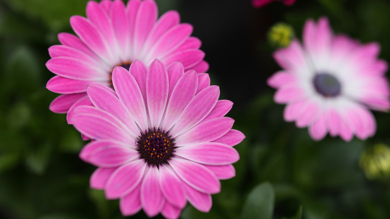 Three pink African daisy blooms with green foliage