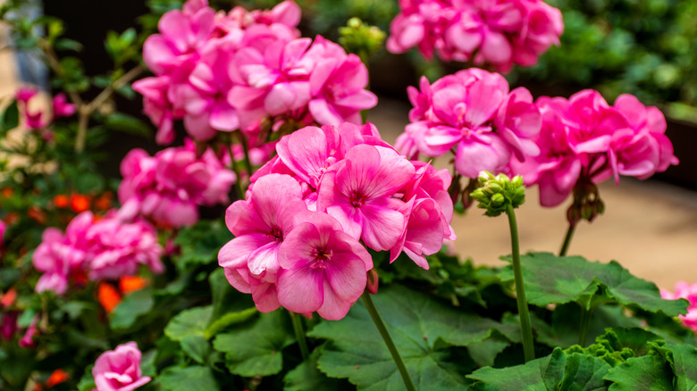 Pink geranium flowers growing above dark green foliage with a garden path in the background