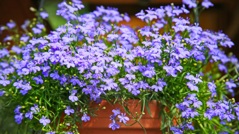 Lobelia plant with purple flowers in full bloom in a pot