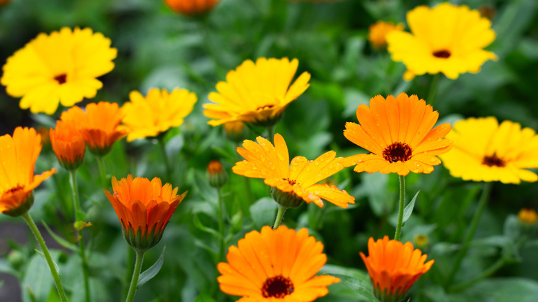 Yellow and orange calendulas growing in a flower bed with green foliage