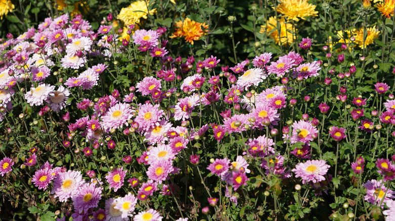 Pink chysanthemums growing in a flower bed with yellow flowers in the background