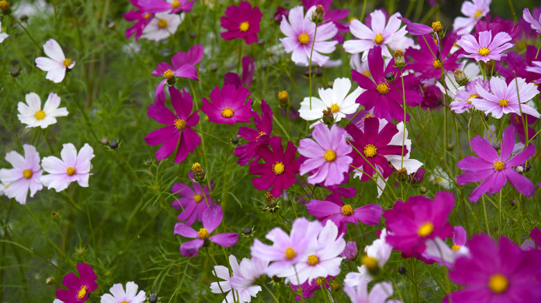 dark pink, light pink, and white cosmos flowers in a field