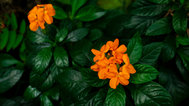 Two clusters of orange crossandra blooms on dark green foliage