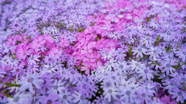 dense blanket of purple and pink phlox