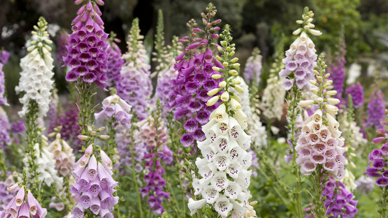 Pink, purple, and white foxglove growing on tall spikes