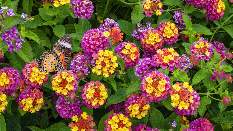 a butterfly resting on lantana flowers in a flower bed