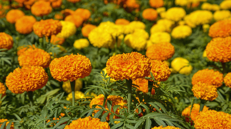 field of orange and yellow marigolds.