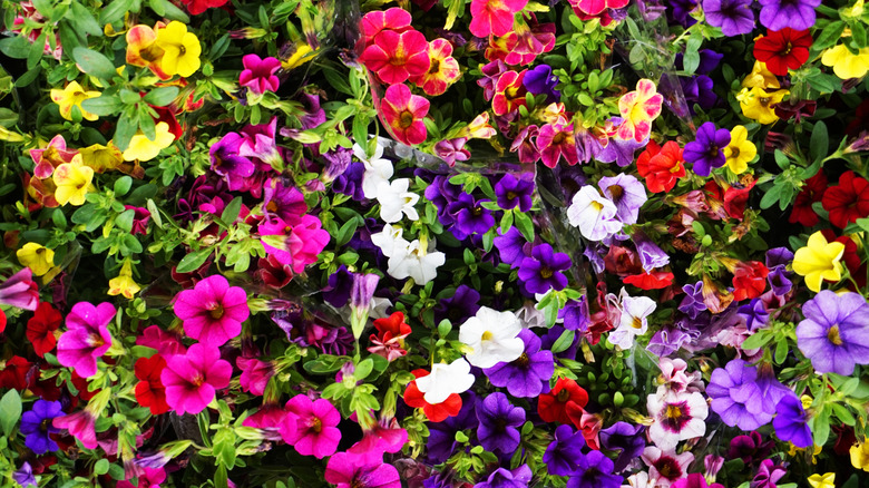 Flower bed full of yellow, pink, purple, white, and red million bells