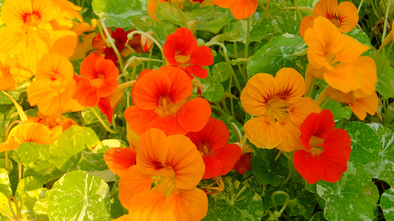 Orange and red nasturtium blooms in front of light green foliage with pale green splotches