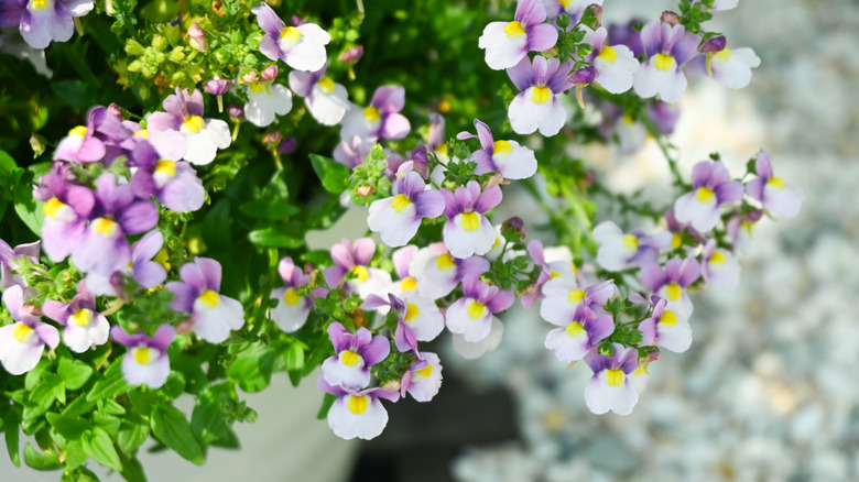 purple and white nemesia blooms hanging over a gravel background