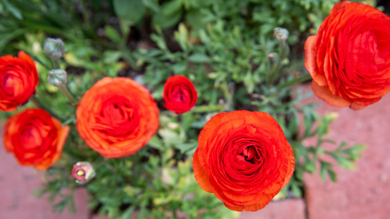 six red buttercup blooms with green foliage on a brick path