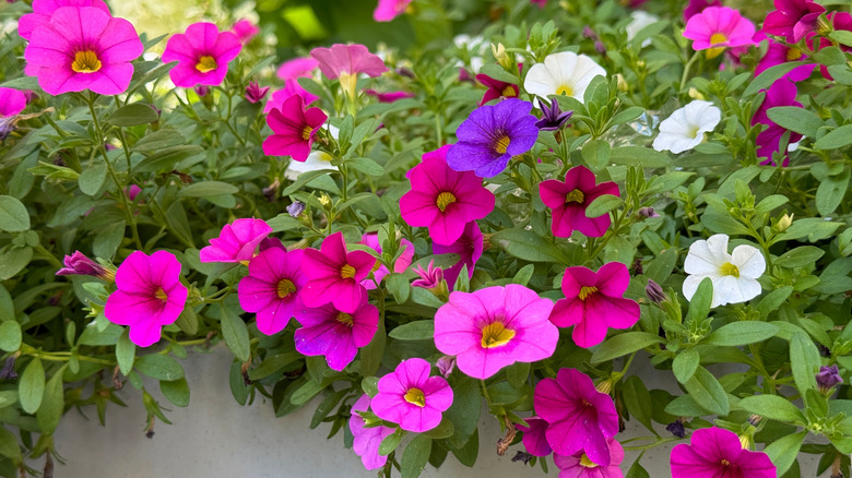 pink, purple, and white petunias growing over a wall