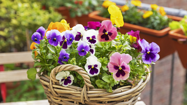 orange, purple, pink, yellow, and white petunias growing in a woven basket